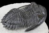 Detailed Hollardops Trilobite #36595-4